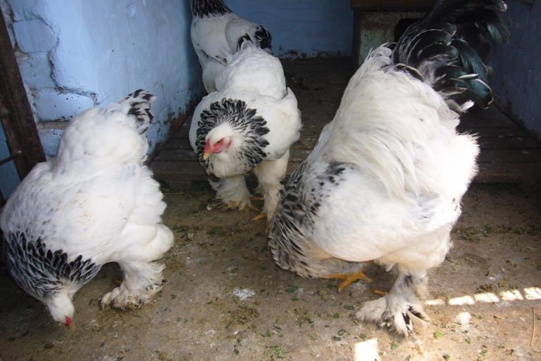 brahma herminat deschis