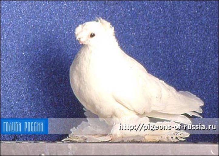 tashkent White - rase de porumbei de care as dori sa achizitionez