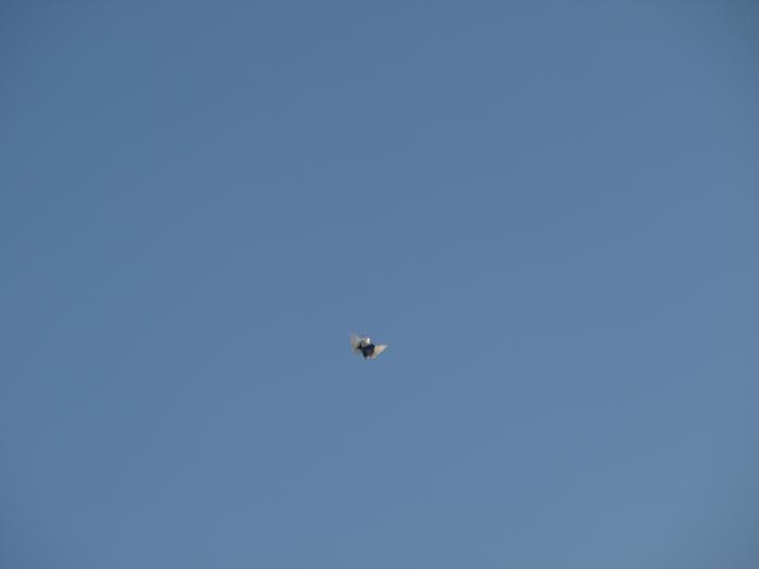 P1103647