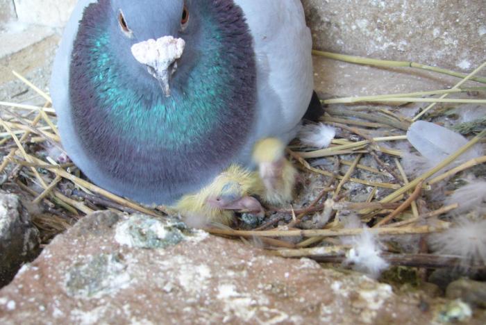 ungur 01 m; PLECAT  DUPA 2 ANI !
