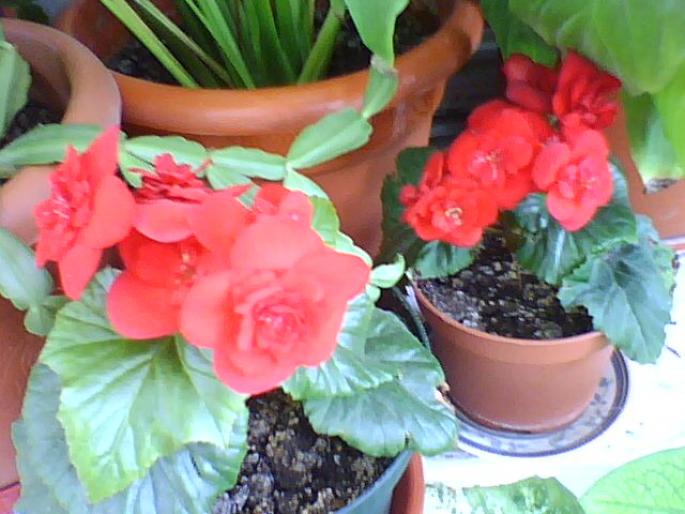 pui de begonie rosie