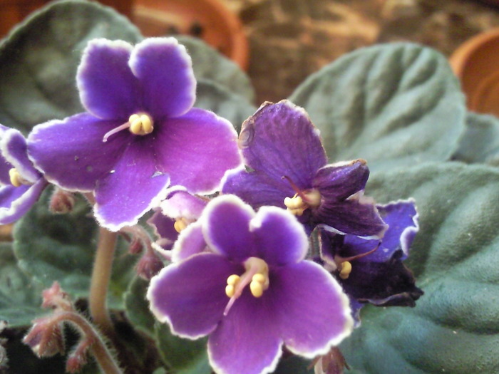 Photo0605 - violete