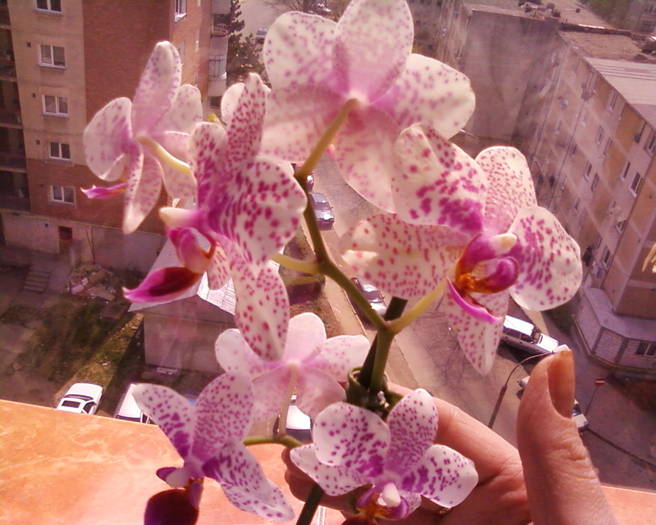 phalenopsis - flori 2009