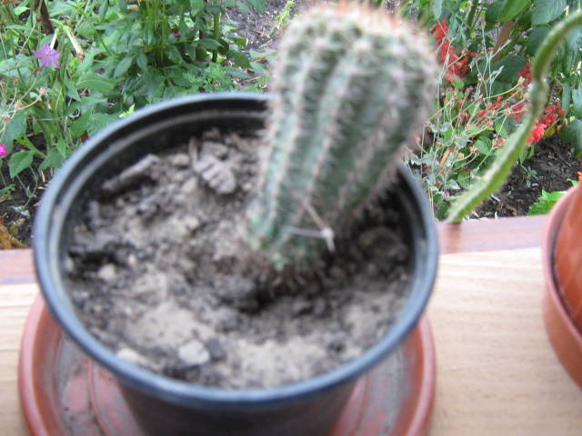 IMG_0163 - cactusi