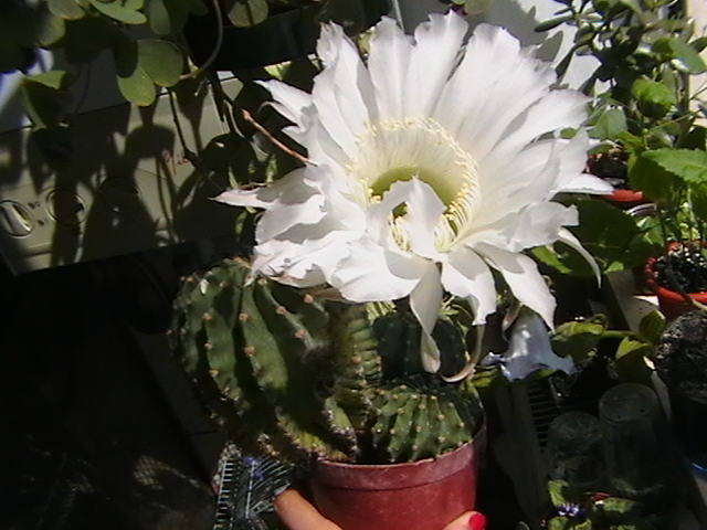 19.07 - cactusi-suculente