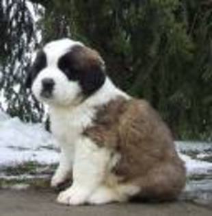 saint bernard - Saint Bernard