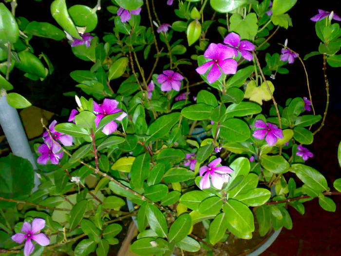 05082009562; VINCA
