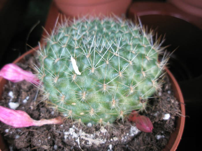 Rebutia - 10 lei