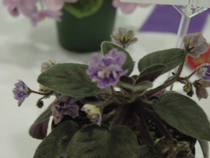 Streisand_2005avsa - violete de pe net 1