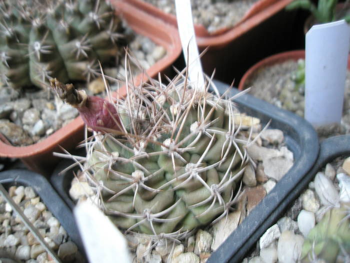 Gymnocalycium - FRUCTE de cactusi si suculente