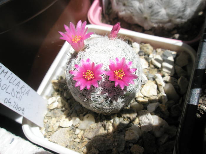 Mammillaria humboldtii 27.05 - Mammillaria