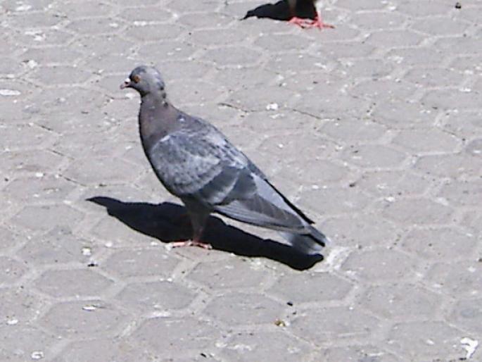 Picture 256 - 18c Bucuresti