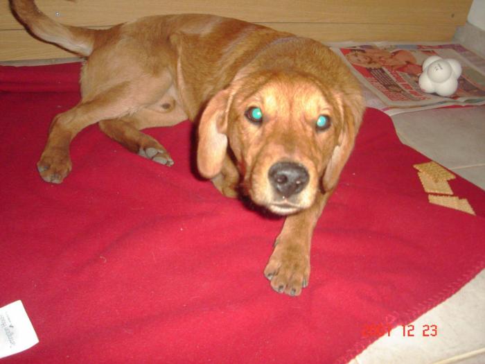 DSC05102 - poze animale