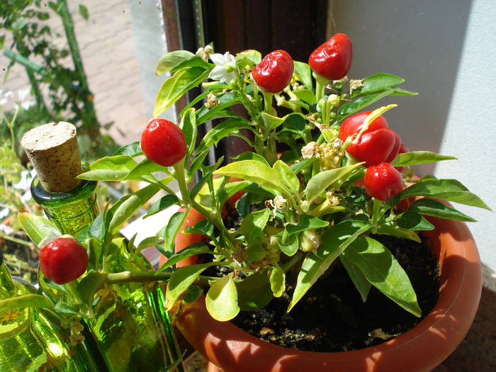 Brazilian Rainbow Pepper (2009, July 28) - Brazilian Rainbow Pepper