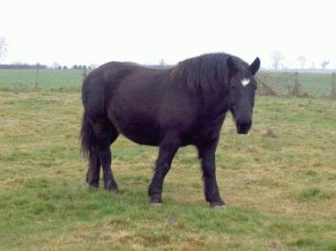 Marinete - CAI RASA PERCHERON