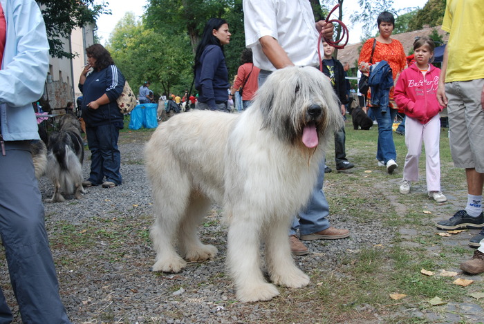 DSC_0205 - Concurs international de frumustete canina 2009 TgMures
