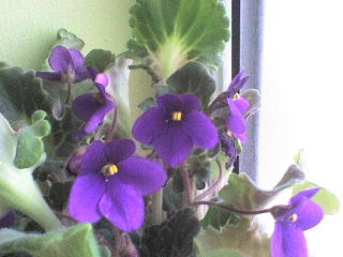 violeta mov cu frunza creata