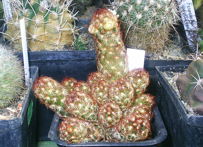 Mammillaria elongata ssp.spini maro pieptanati,spin central lung