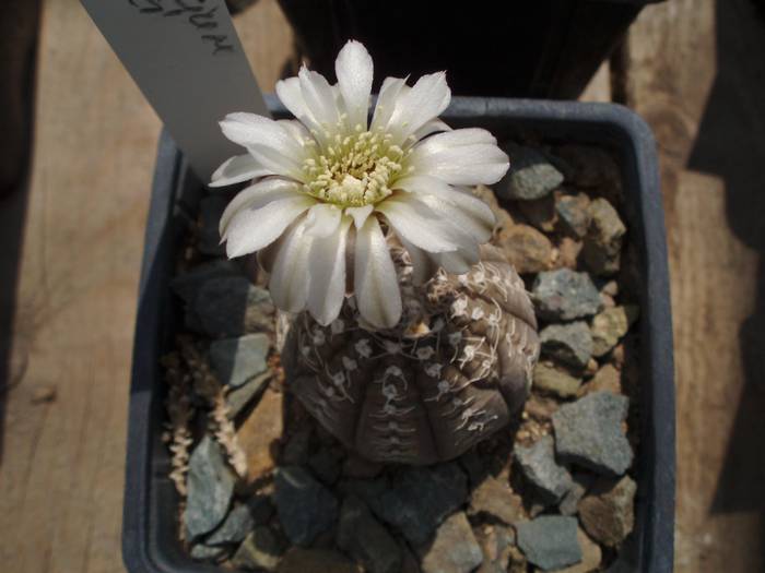 Gymnocalycium ragonesei - Cactusi la Constanta