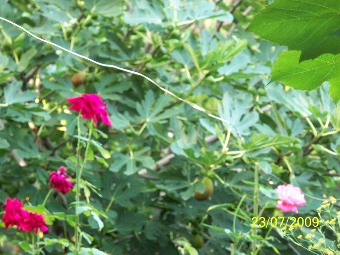 100_8518 - Iulie 2