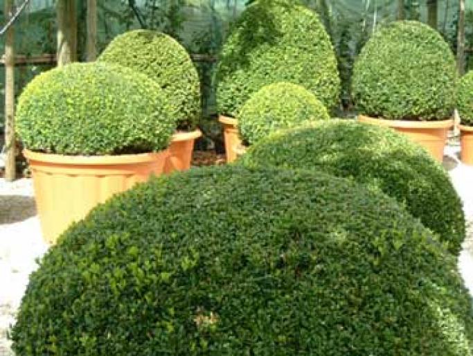 BUXUS SEMPERVIRENS - Arbusti