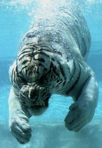tiger underwater 4