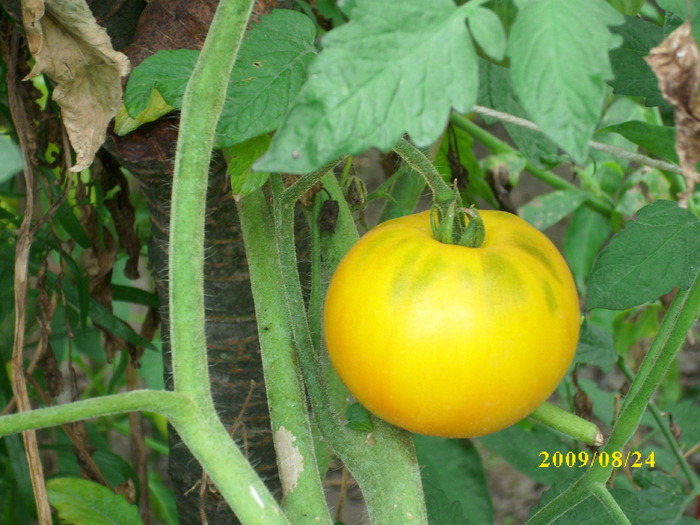 DSCI0461