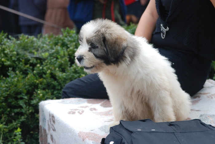 DSC_0159 - Concurs international de frumustete canina 2009 TgMures
