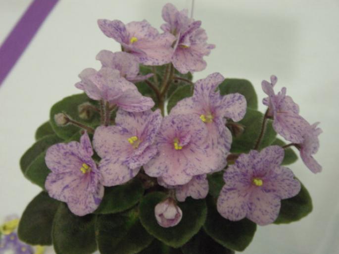 Robs_Calypso_Beat_2005avsa - violete de pe net 1