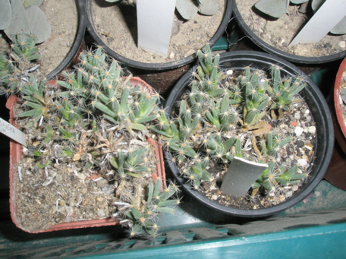 Tricodiadema densum cu urme de crestere