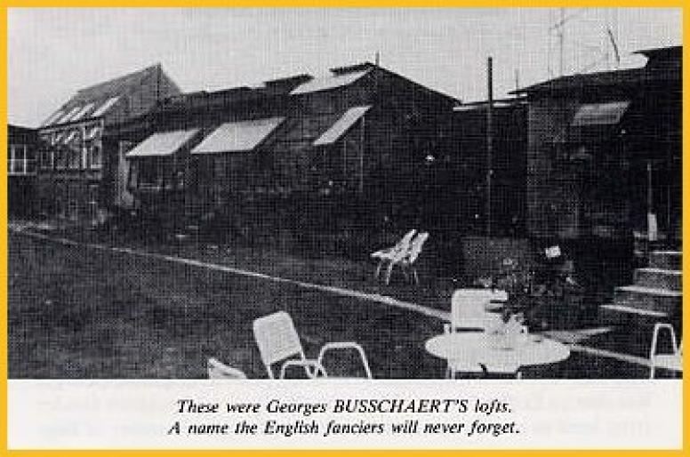 busschhok - Georges Busschert