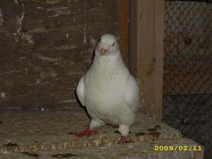 mascul 2007 - nastase