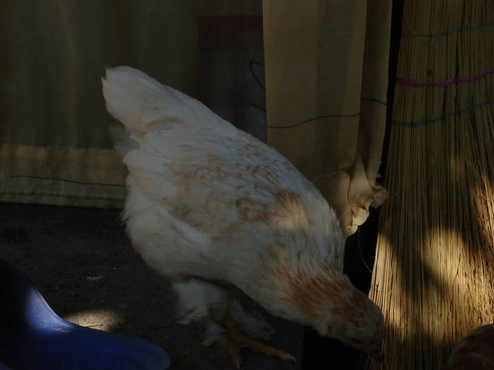 55 - Rate-Gaini-Gaste