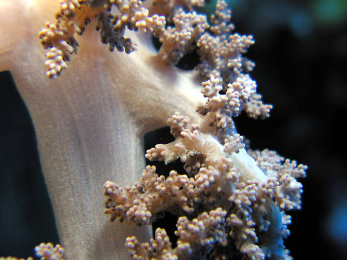 Soft%20coral%20macro%202[1] - animale acvatice