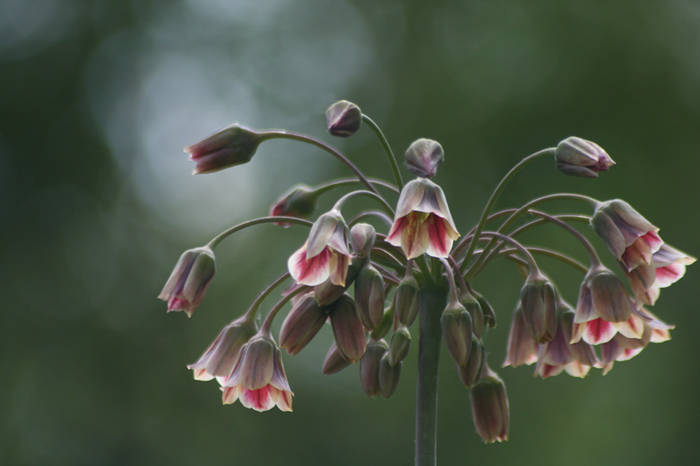 Nectaroscordum siculum - garden 2009