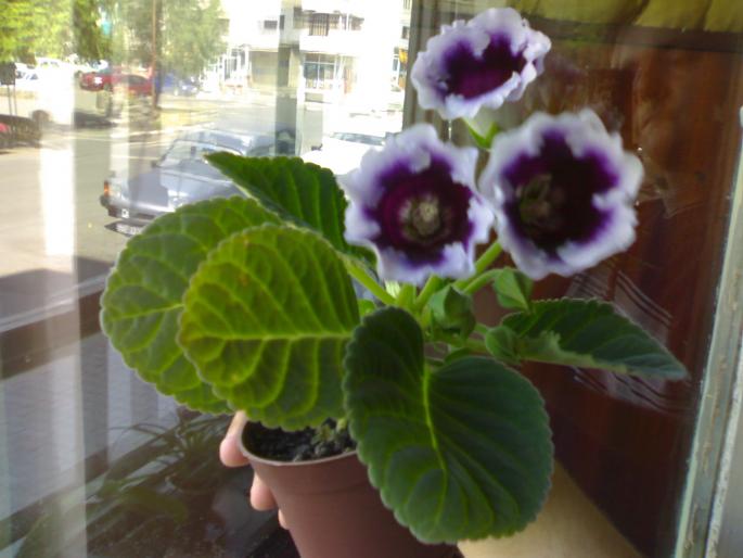 Gloxinia ' K. Wilhelm" 2