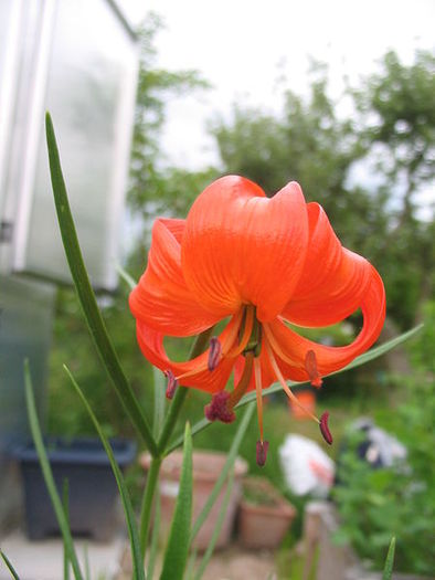 450px-Lilium_pumilum_%28Flower%29_1 - Flori de lilyum