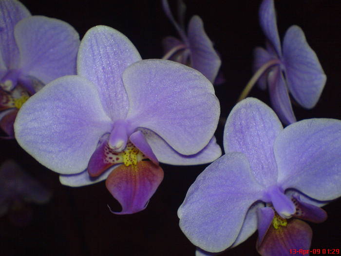 DSC02856 - Phalaenopsis