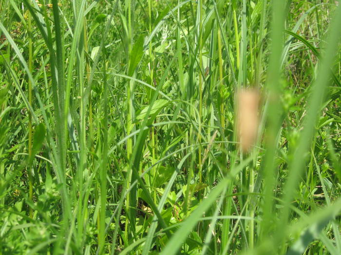 IMG_1961 - HARNICUTELE TATII