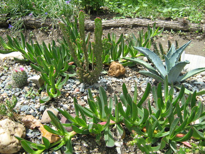 IMG_8646 - Cactusi la mosie 27 iunie 2009