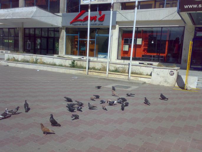 25072008667 - 18a Constanta 1