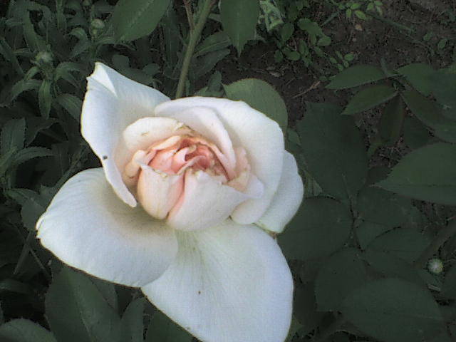 DSC00632 - trandafiri