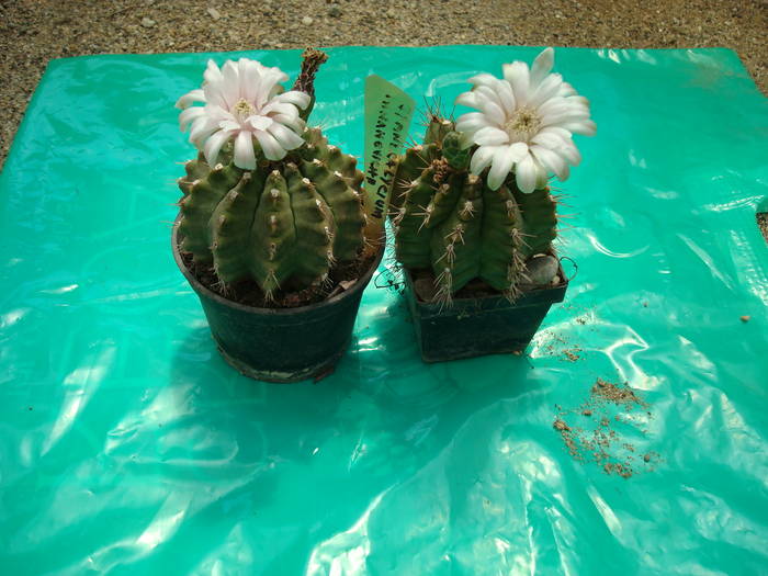 Gymnocalycium  mihanovicchii - Cactusi