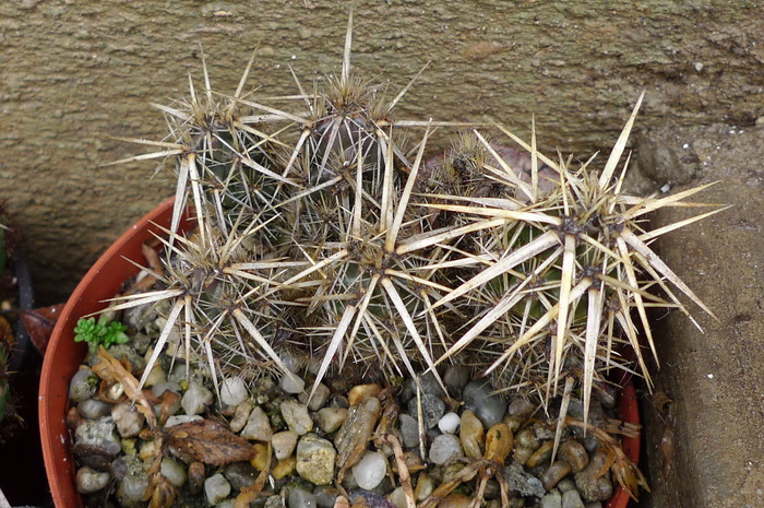 Grusonia clavata, 10 ianuarie 2010 - Plante hardy