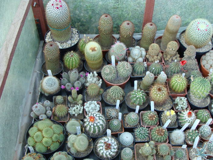 Cactusi - Grup de cactusi