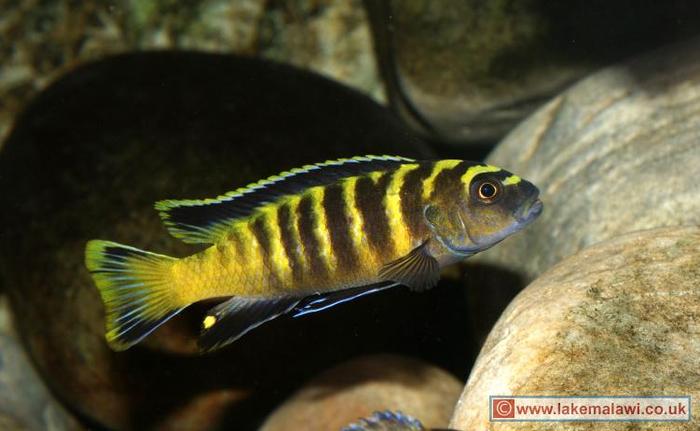 WC Pseudotropheus flavus