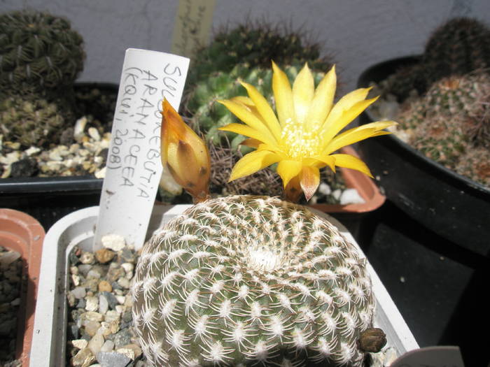 Sulcorebutia arenacea 03.06