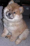 Chow-Chow