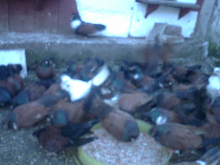 P1041659 - Porumbei din crescatoria mea