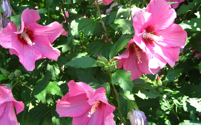 flower-wallpaper-full-hd-hibiscus - Hibiscus